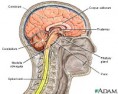 /album/the-brain/brain-2-jpg/